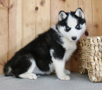 Siberian Husky