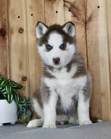 Siberian Husky