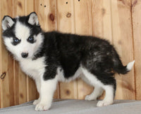 Siberian Husky