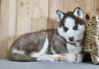 Siberian Husky