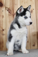 Siberian Husky