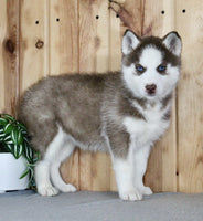 Siberian Husky