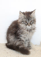 Maine Coon