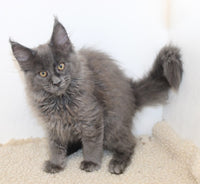 Maine Coon