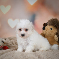 Maltese