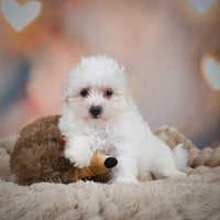 Maltese