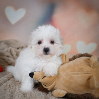 Maltese