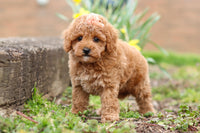 Maltipoo