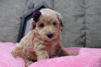 Maltipoo