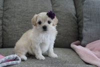 Maltipoo