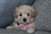  Maltipoo