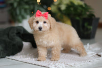 Maltipoo