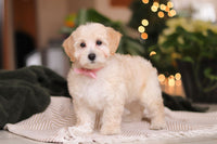 Maltipoo