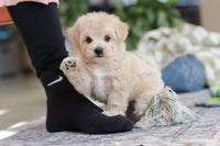Maltipoo