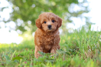 Maltipoo