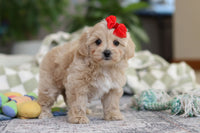 Maltipoo