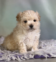 Maltipoo