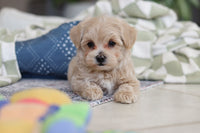 Maltipoo 