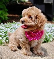 Maltipoo