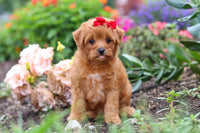 Maltipoo