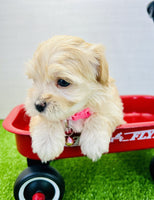 Maltipoo