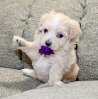 Maltipoo