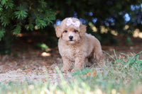 Maltipoo 