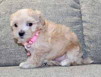 Maltipoo