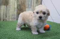 Maltipoo