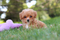 Maltipoo