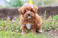 Maltipoo