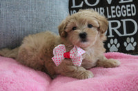 Maltipoo