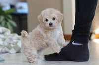 Maltipoo