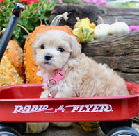 Maltipoo