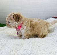 Maltipoo