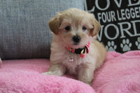  Maltipoo