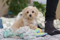 Maltipoo