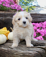 Maltipoo