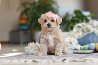 Maltipoo 