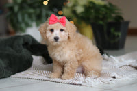Maltipoo