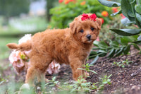 Maltipoo