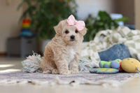 Maltipoo