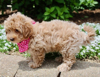 Maltipoo