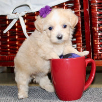Maltipoo