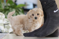 Maltipoo