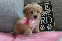 Maltipoo