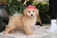 Maltipoo