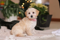 Maltipoo