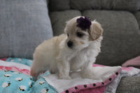 Maltipoo