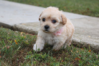 Maltipoo